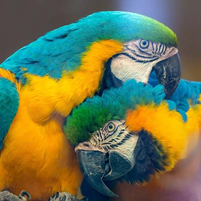 Bewonder het Pantanal Nationaal Park