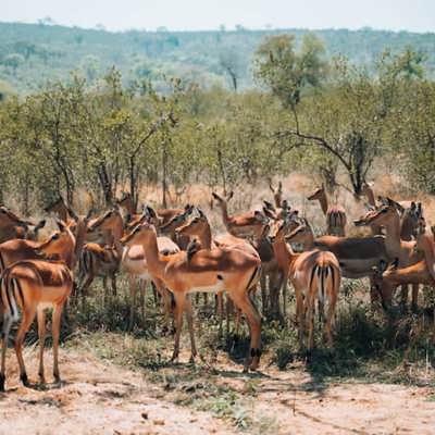 Van Kaap tot koraal: Kaapstad, de Garden Route, safari en Mauritius