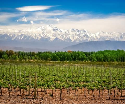 Proef Malbec in Mendoza