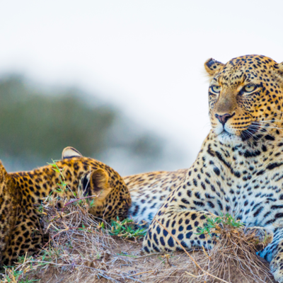 Safari in het Kruger National Park