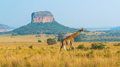 Afrika