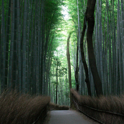 Kom tot rust in het bamboebos van Arashiyama Bamboo Grove